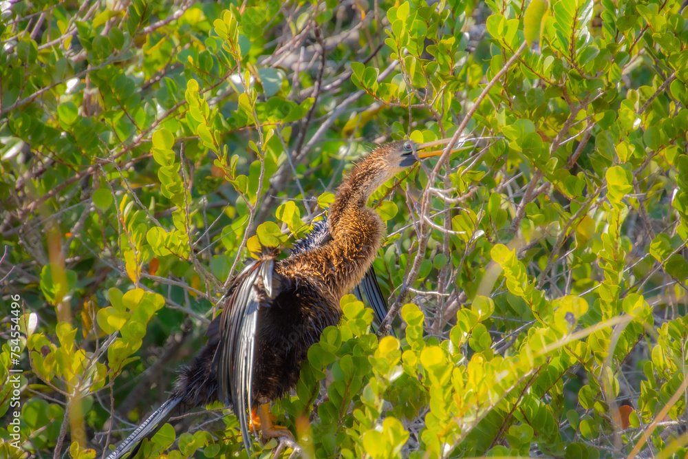 Double-crested Cormorant perched high on a branch in the Florida Everglades Double-crested Cormorant perched high on a branch in the Florida Everglades