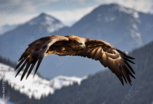 A view of a Golden Eagle in flight