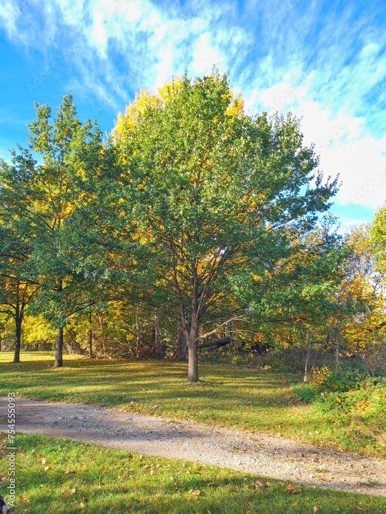 Naklejka premium Autumn nature
