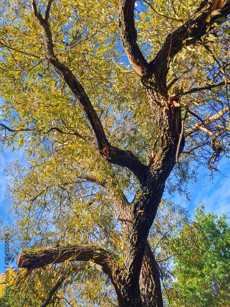 Fototapeta premium Autumn nature