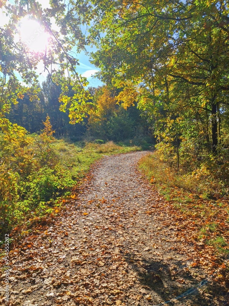 Fototapeta premium Autumn nature