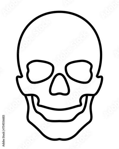 Human skull illustration