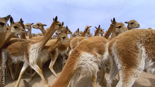 Vicuña capturada en manada dentro de corral photo