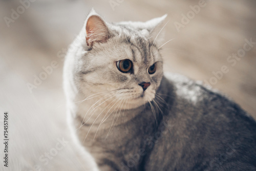 funny british shorthair cat portrait looking shocked or surprised on wooden background with copy space.