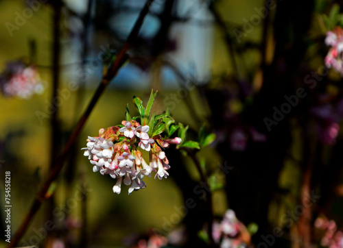 kwitnąca kalina wonna, Viburnum farreri, Viburnum fragrans, close up of Viburnum farreri blossom in the early spring garden 