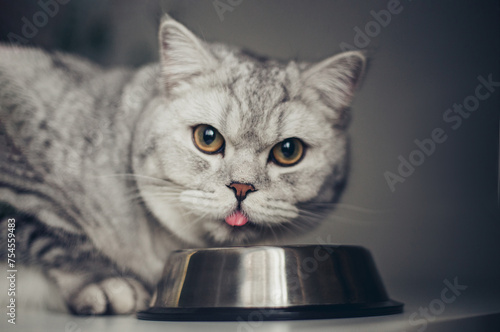 Hungry grey british cat sitting next to bowl of food at home kitchen and looking at camera..