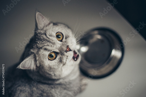 Adorable grey tabby british kitty standing with tail up close to metal bowl with feed and looking in camera on dark background. Cute purebred kitten going to eat. photo