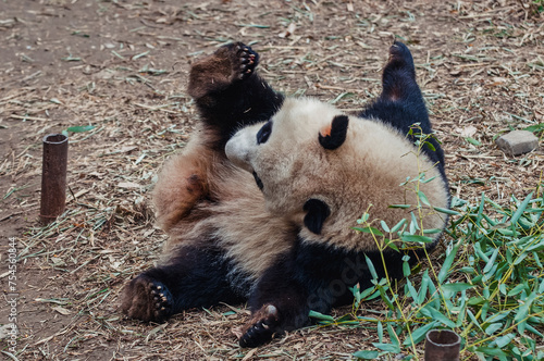 Ailuropoda melanoleuca commonly known as Giant panda rolling on the ground