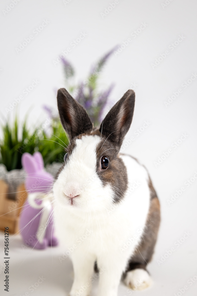 Obraz premium white-brown Easter bunny with Easter egg on white background