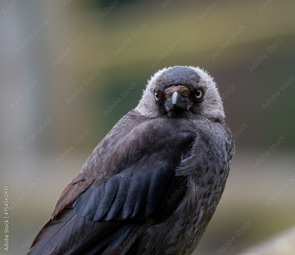 Obraz premium Close portrait of Western Jackdaw