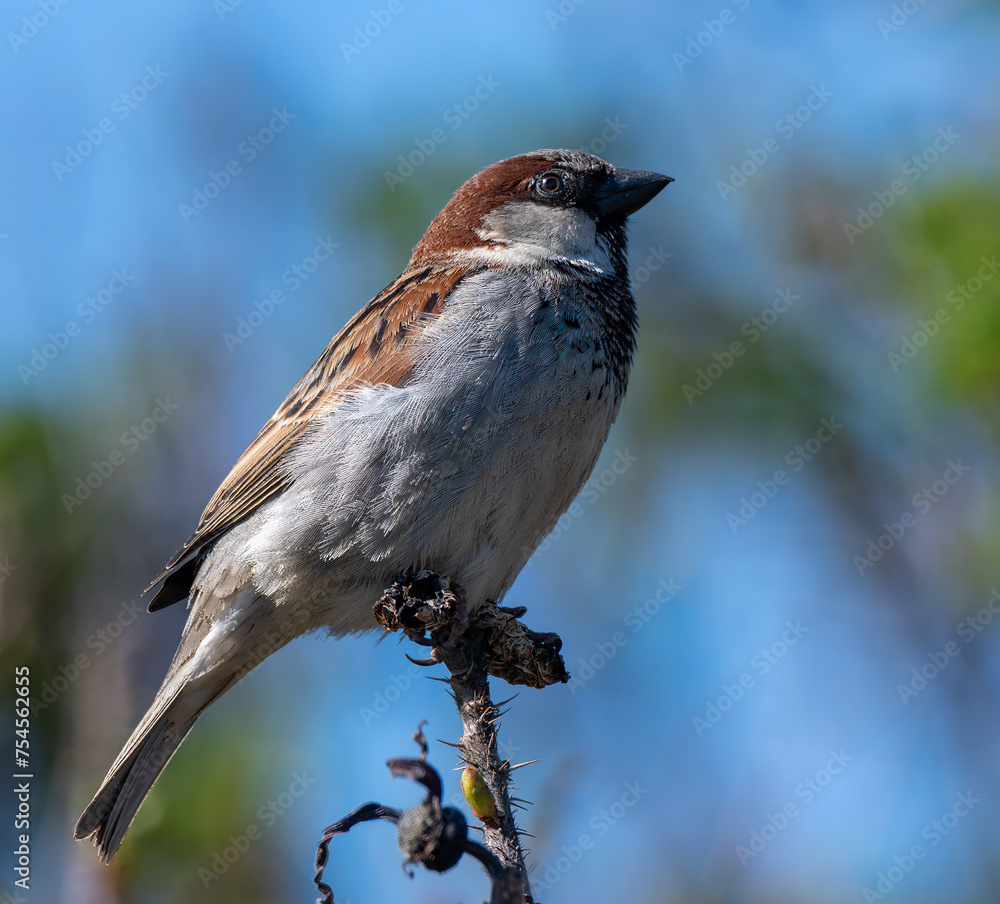 Naklejka premium House Sparrow sitting on branch