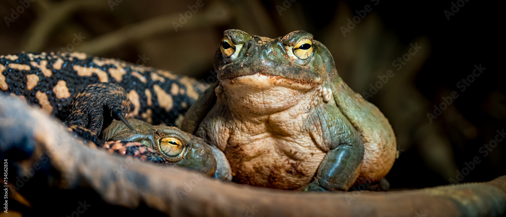 Colorado River toad, a natural source of the psychoactive substance 5 ...
