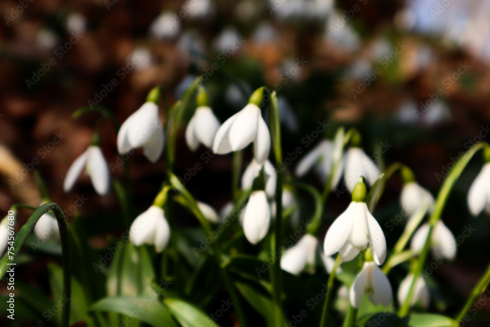 Spring white Galanthus or snowdrops in the forest. Spring white Galanthus or snowdrops in the forest.