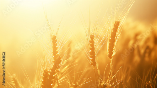 Harvest wheat field and yellow sky