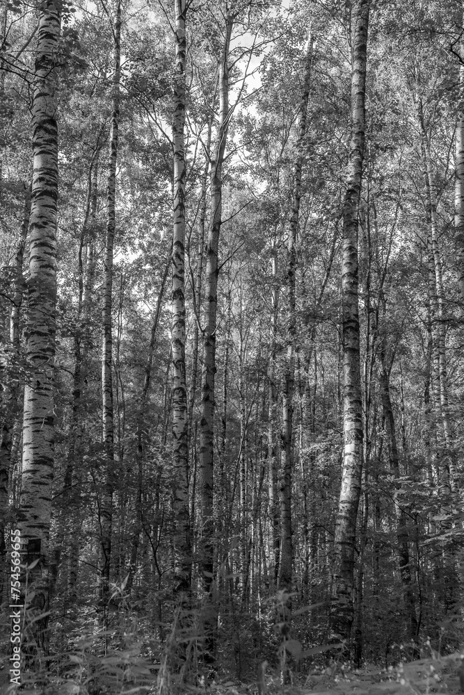 Der Park Aleksandrino liegt in St. Petersburg in der Nähe der Metro Prospekt Veteranov. Eine Oase von Frieden und Ruhe. Hier leben viele Eichhörnchen und Vögel im Birkenwald