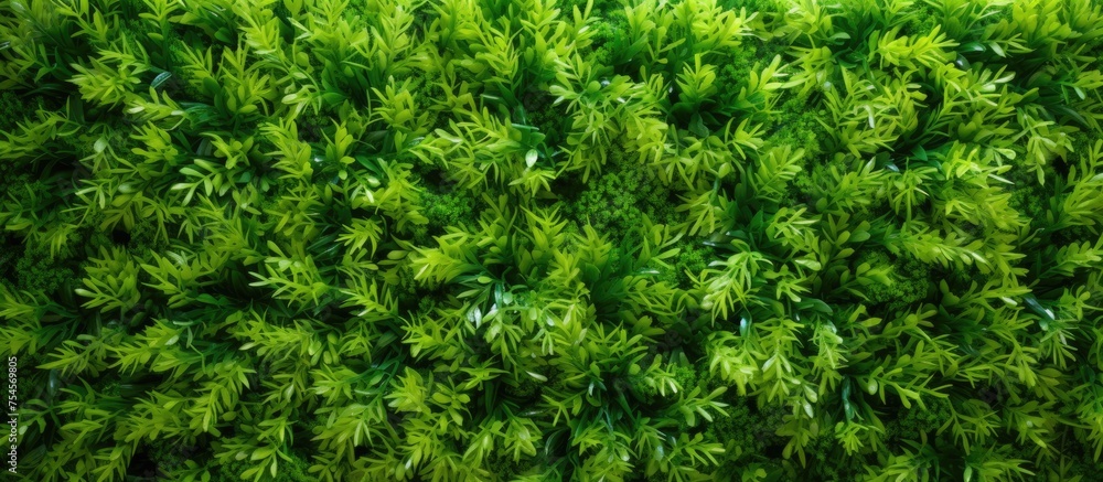 A close-up view of beautiful decorative green fresh live grass growing on a wall, showcasing its lush leaves and vibrant color.