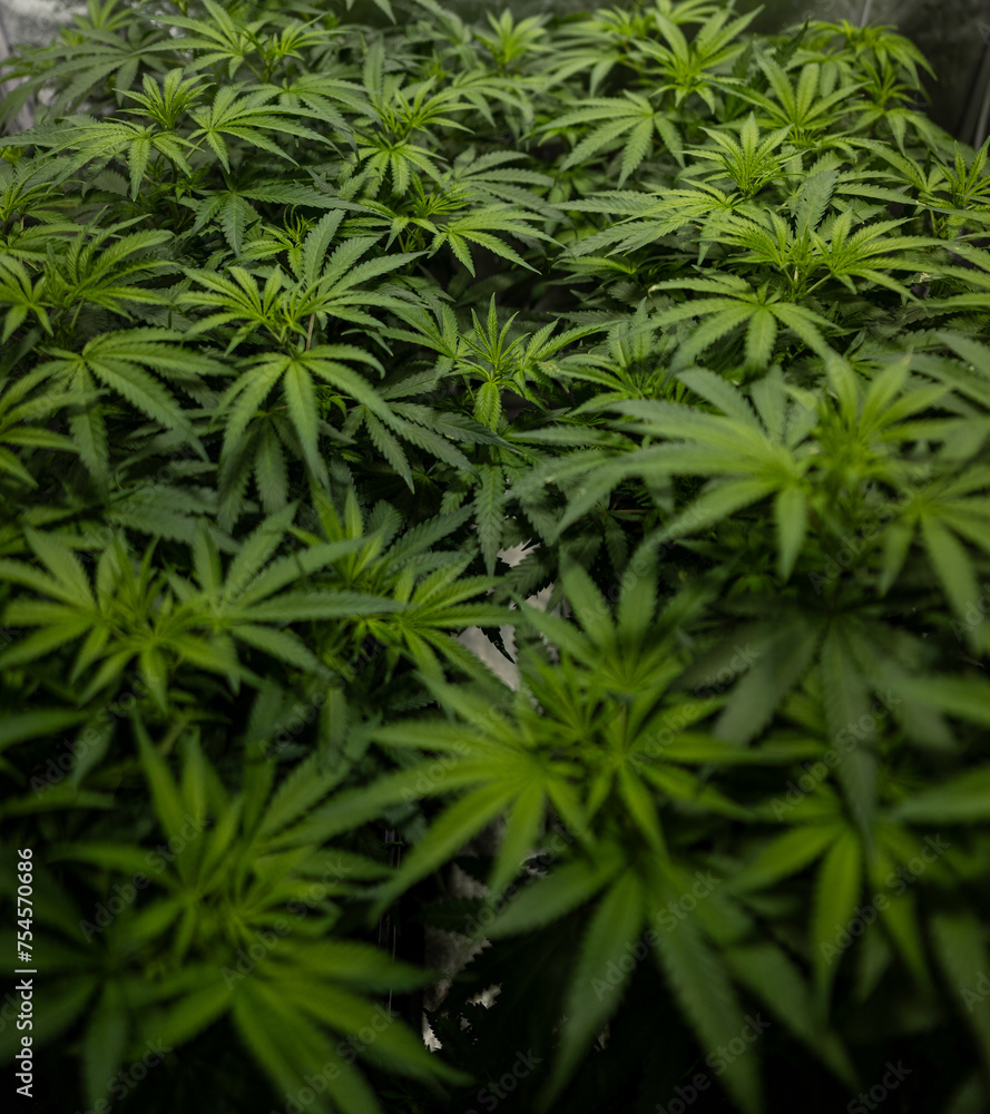 Plante de Cannabis Plante de Cannabis