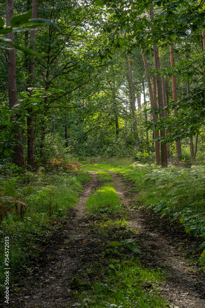Obraz premium balade en forêt