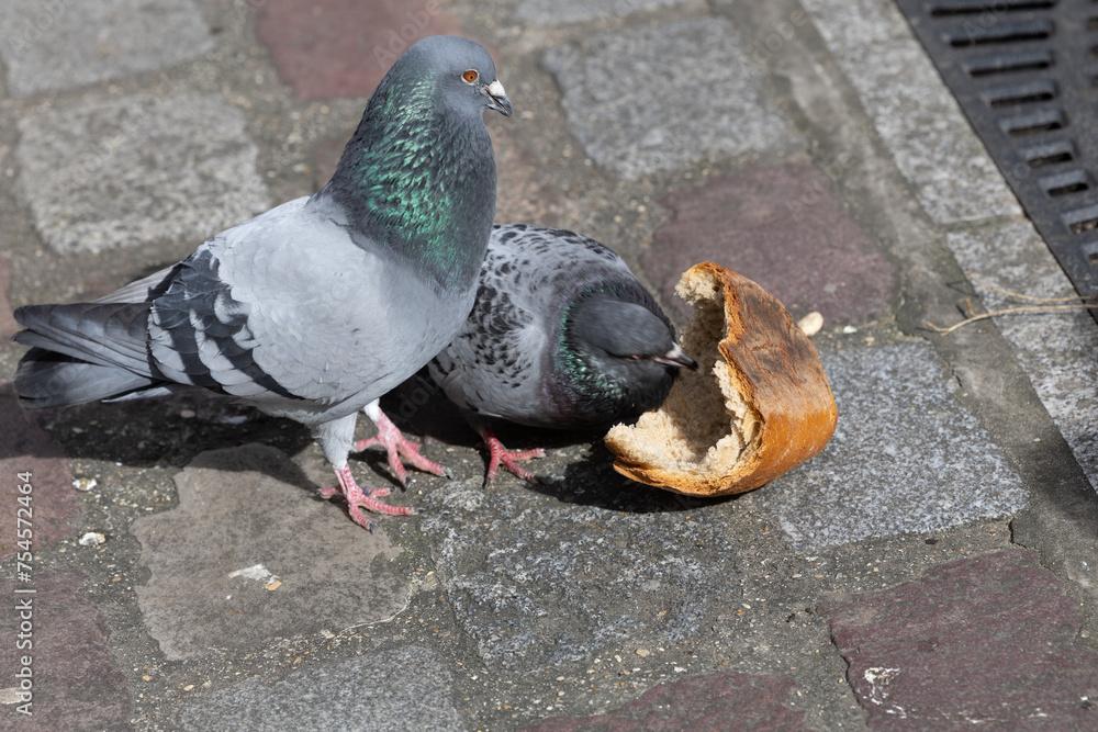 Obraz premium City pigeons, feeding on bread, a large piece is dropped on the street of Paris.