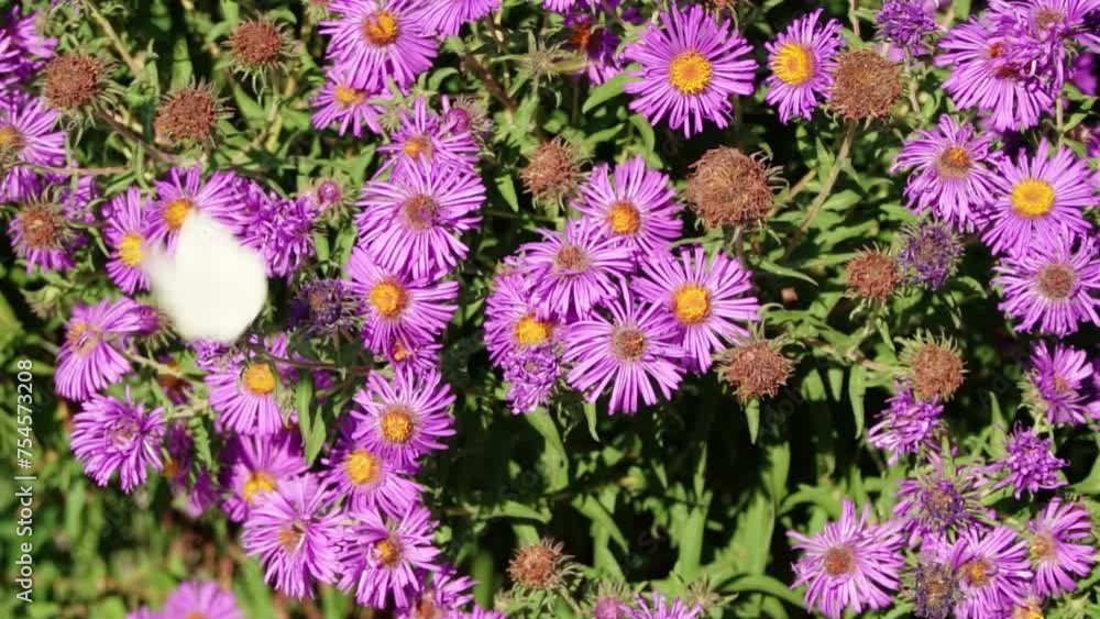 white moth flies off of a purple flower