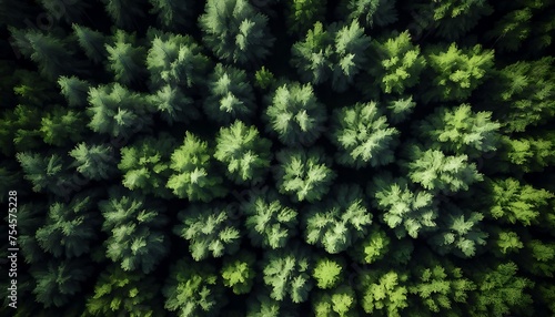 Forest and tree landscape texture abstract background  Aerial top view forest atmosphere area  Texture of forest view from above  Ecosystem and healthy ecology environment concepts. Generative AI