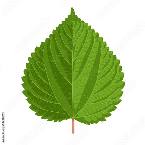 Vector illustration, Urtica dioica also known as nettle, isolated on white background.