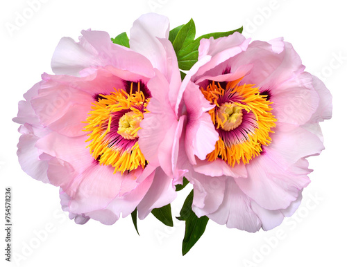 Pink peony bouquet flower isolated on white background. Floral pattern  object. Flat lay  top view