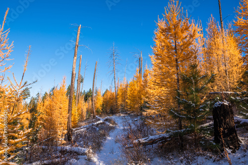 Trail Through Sunny Autumn Forest In Snow