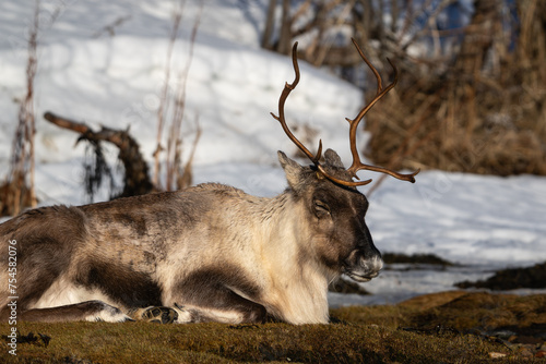 A female reindeer sleeping in the snow, in the sun photo