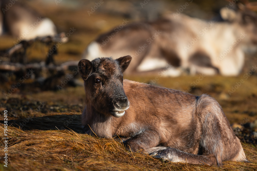 A reindeer calf resting in the sun near the coast, looking to the side, high detail A reindeer calf resting in the sun near the coast, looking to the side, high detail