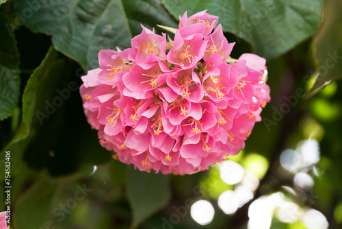Dombeya wallichii, or tropical hydrangea,  stunning pink flowers photo