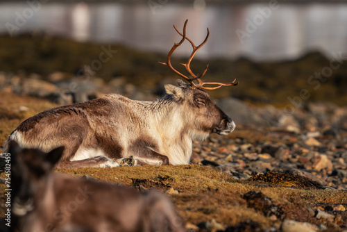 A big sleepy reindeer resting in the sun photo