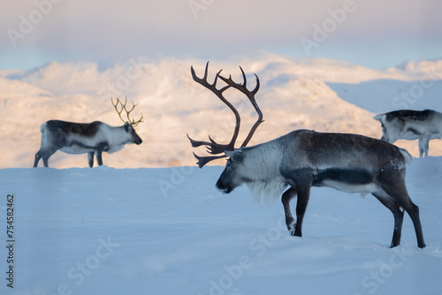 A group of reindeer with big antlers in the snow, in front of mountains