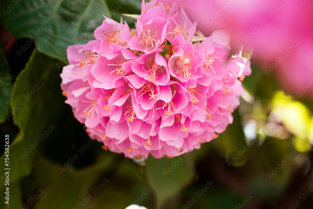 Dombeya wallichii, or tropical hydrangea, stunning pink flowers Dombeya wallichii, or tropical hydrangea, stunning pink flowers
