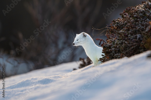 A northern stoat blinking, peeking out behind some heather in the snow