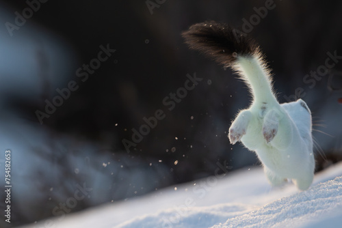 A stoat running in the snow in Norway, with winter coat