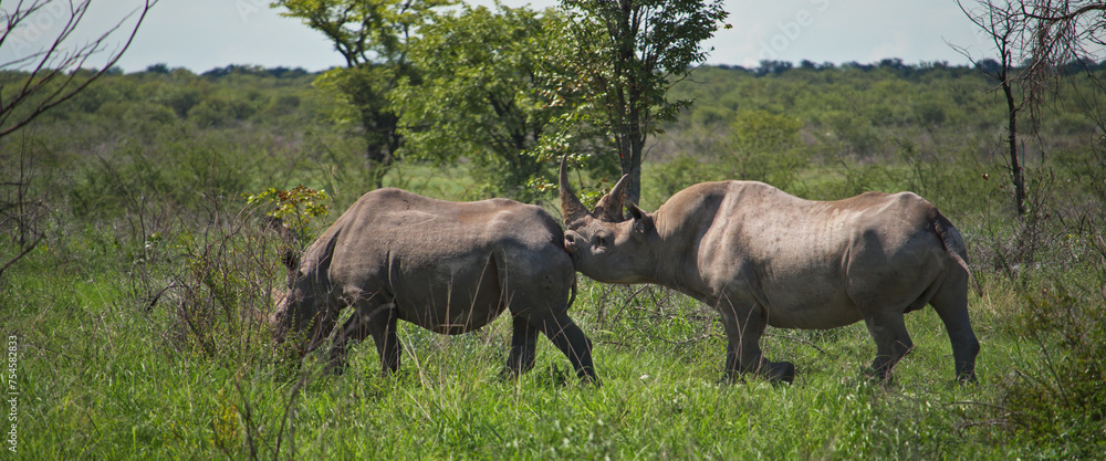 Obraz premium black rhinos on the savannah, Namibia