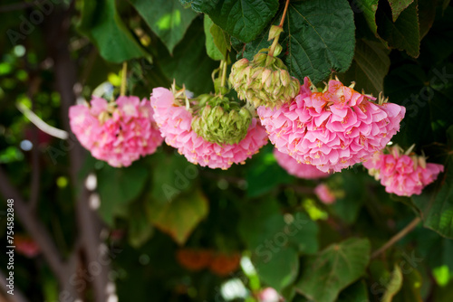 Dombeya wallichii, or tropical hydrangea,  stunning pink flowers photo