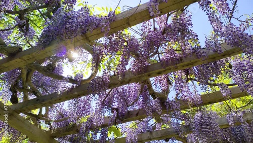 藤の花と木漏れ日