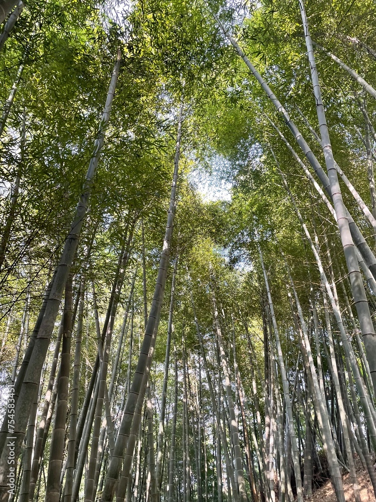 Naklejka premium 대나무숲