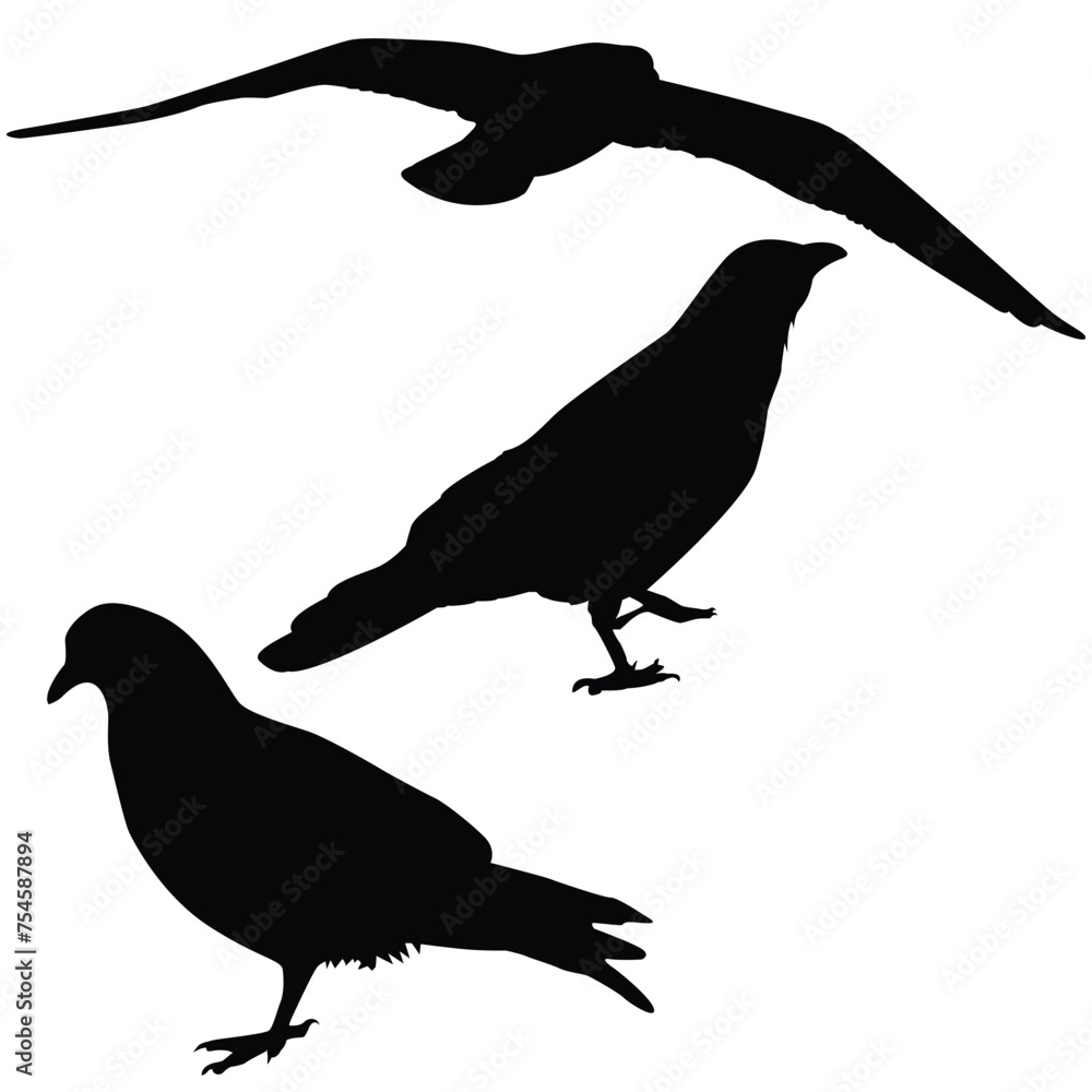 Obraz premium silhouettes of crows