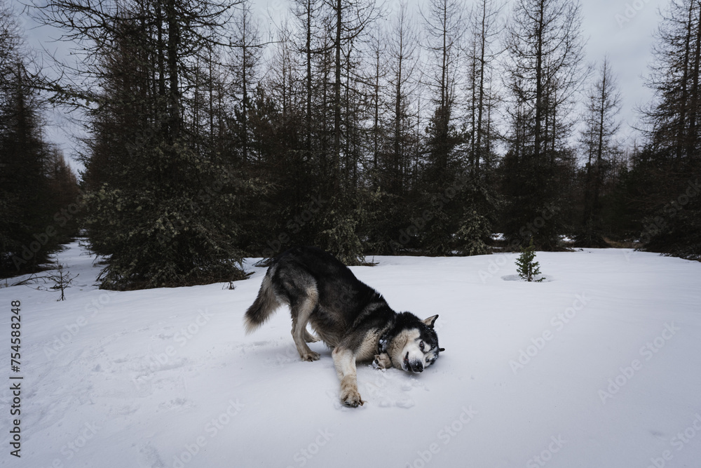 Husky dog plays outdoors in the forest in winter. Husky dog plays outdoors in the forest in winter.