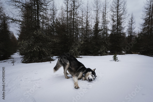 Husky dog ​​plays outdoors in the forest in winter. © Dmitri