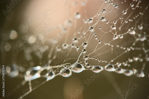 Dewdrops on a spider web, macro
