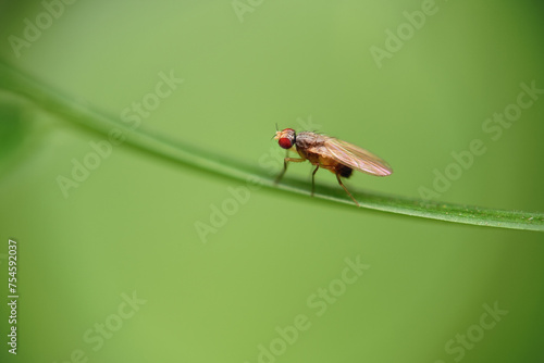 Photos Drosophila melanogaster fly