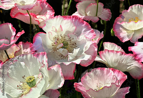 Pink Shirley poppies close up in sunshine. White and pink ruffled flowers. photo