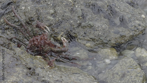 Camouflaged Magellanic King Crab Hiding Amongst Seaside Rocks