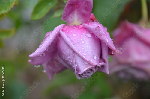 Rosas con gotas de lluvia encima, fotografiadas con lente macro en su ambiente natural