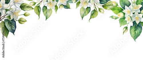 watercolor jasmine flower and brach isolated on transparent background, PNG jasmine clipart