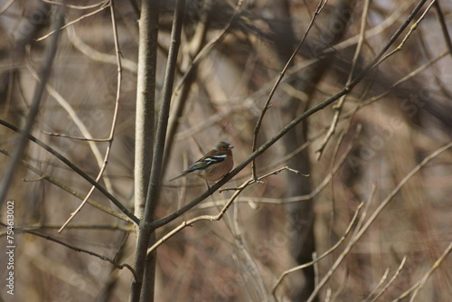 rare bird in the branches of a tree